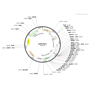 pLVX-Puro 载体,pLVX-Puro