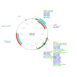 p426 GAL 载体