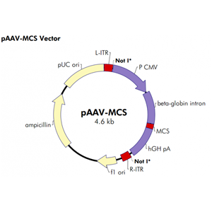 pAAV-MCS 载体