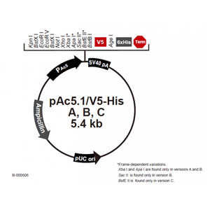 pAc51/V5-His A 載體