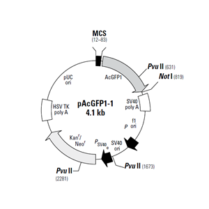 pAcGFP1-1 載體