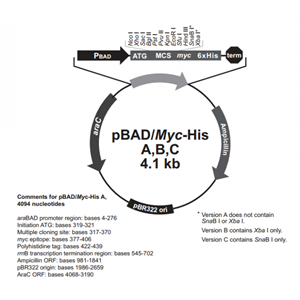 pBAD/His B 載體,pBAD/His B