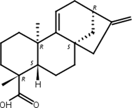 对映贝壳二烯酸,Grandiflorenic acid