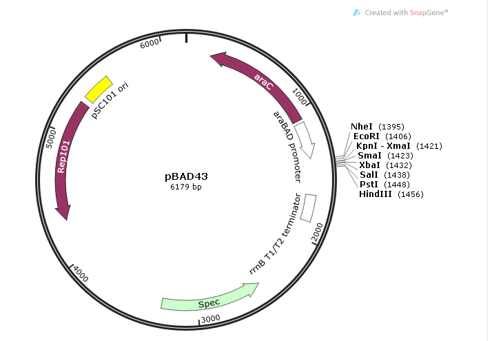 pBAD43 載體,pBAD43