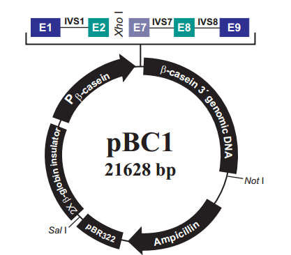 pBC1 載體,pBC1