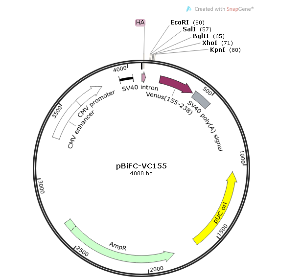 pBiFC-VC155 载体,pBiFC-VC155