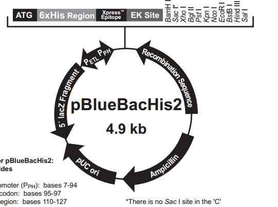 pBlueBacHis2 C 載體,pBlueBacHis2 C