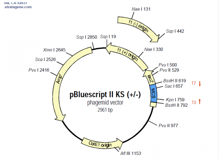 pBluescript II KS(+) 載體,pBluescript II KS(+)