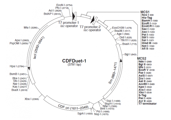 pCDFDuet-1 載體,pCDFDuet-1