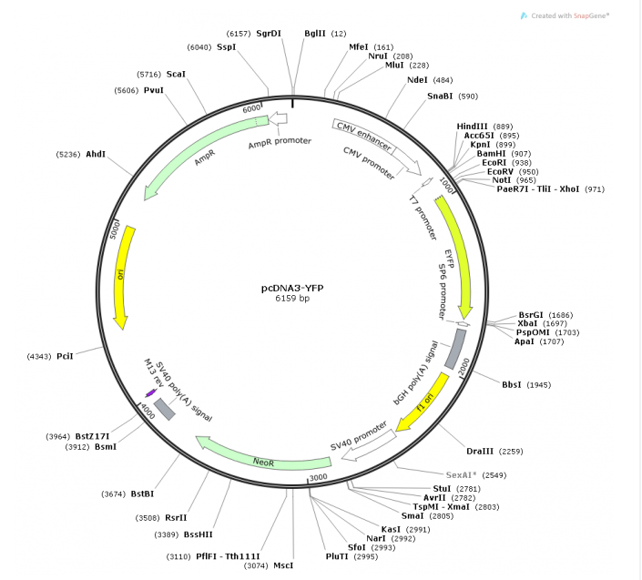 pcDNA3-YFP 載體,pcDNA3-YFP