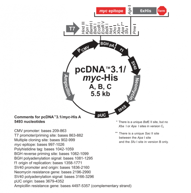 pcDNA31(+)/myc-His B 载体,pcDNA31(+)/myc-His B