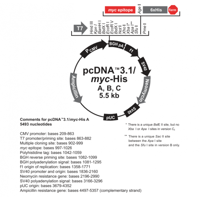 pcDNA31(+)/myc-His C 载体,pcDNA31(+)/myc-His C