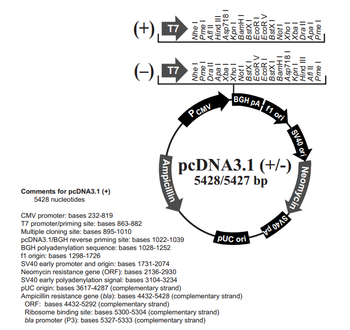 pcDNA31(-) 载体,pcDNA31(-)