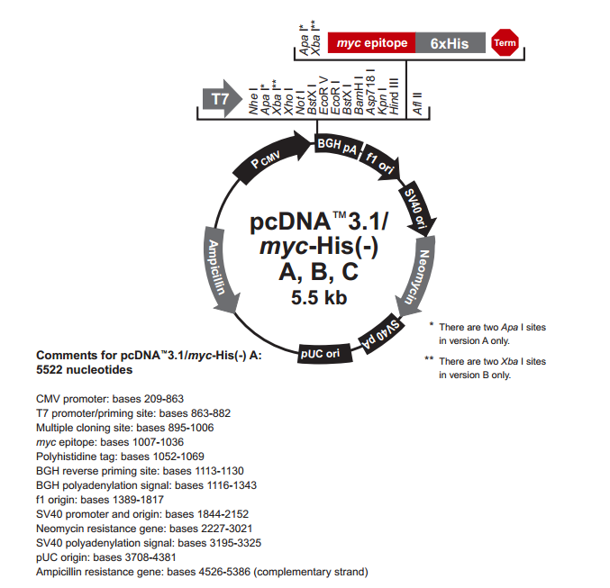 pcDNA31(-)/myc-His A 載體,pcDNA31(-)/myc-His A