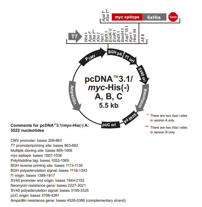 pcDNA31(-)/myc-His C 載體,pcDNA31(-)/myc-His C