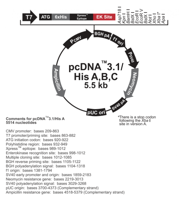 pcDNA31/His A 載體,pcDNA31/Hi