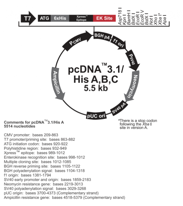 pcDNA31/His B 載體,pcDNA31/His B