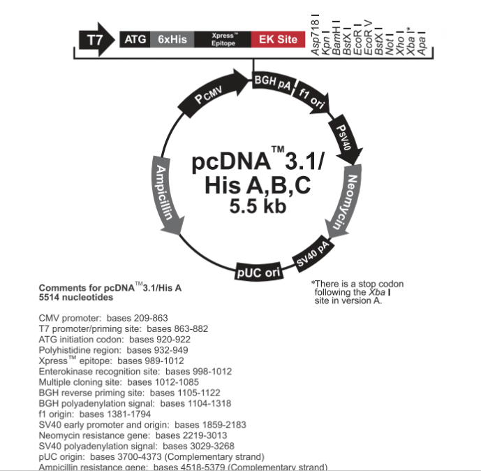 pcDNA31/His C 載體,pcDNA31/His C