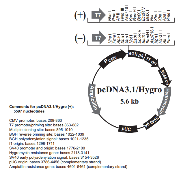 pcDNA31/Hygro(+) 载体,pcDNA31/Hygro(+