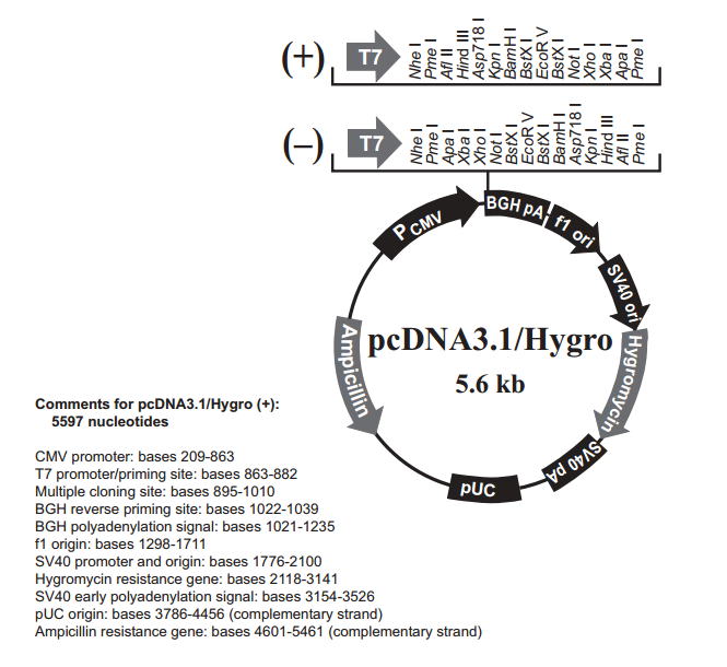 pcDNA31/Hygro(+) 載體,pcDNA31/Hygro(+