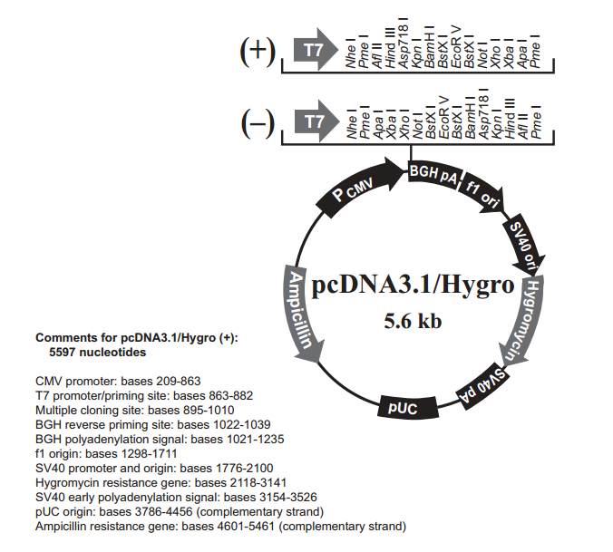 pcDNA31/Hygro(-) 载体,pcDNA31/Hygro(-)