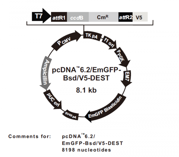 pcDNA62/EmGFP-Bsd/V5-DEST 载体,pcDNA62/EmGFP-Bsd/V5-DEST