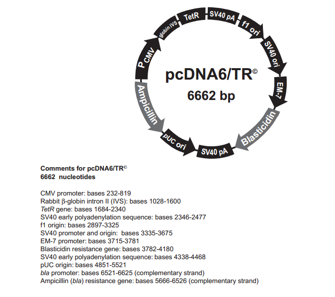 pcDNA6/TR 载体,pcDNA6/TR