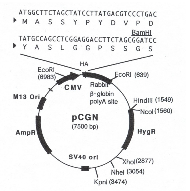 pCGN 载体,pCGN
