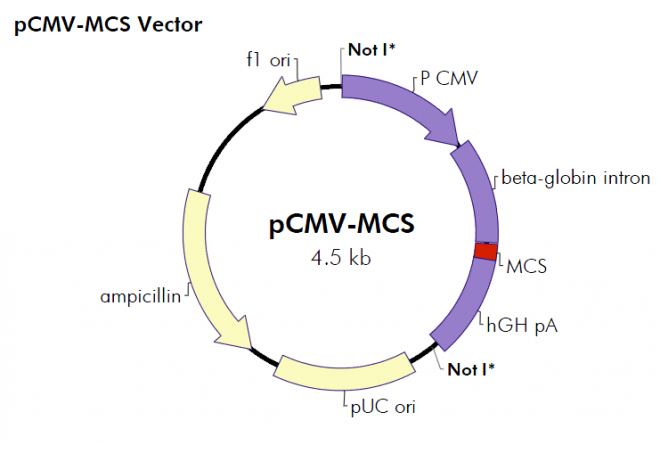 pCMV-MCS 载体,pCMV-MCS