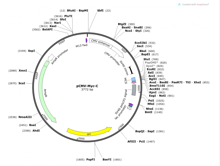 pCMV-Tag 2A 载体,pCMV-Tag 2A