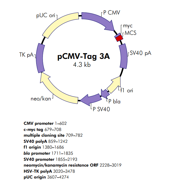 pCMV-Tag 3A 載體,pCMV-Tag 3A