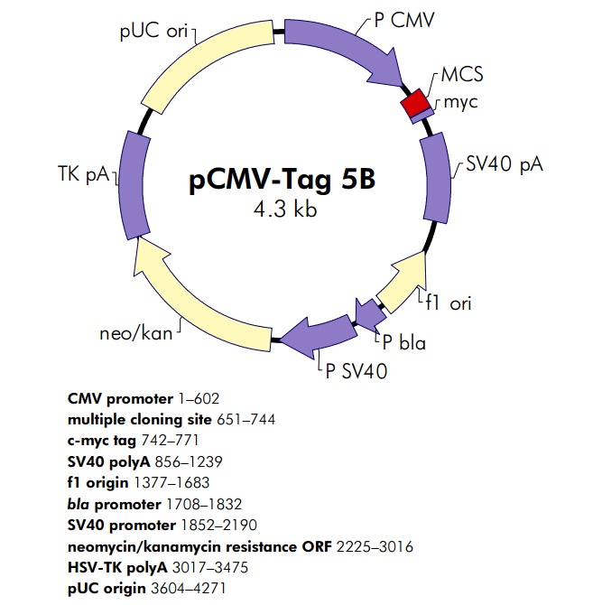 pCMV-Tag 5B 載體,pCMV-Tag 5