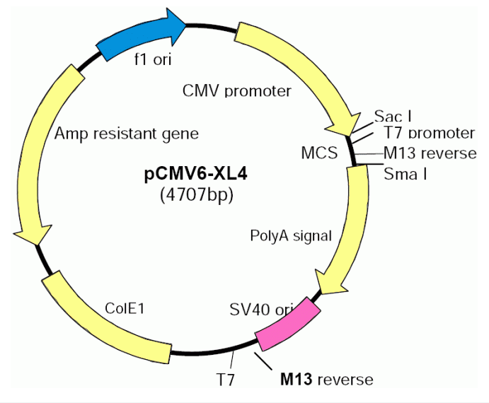 pCMV6-XL4 载体,pCMV6-XL4