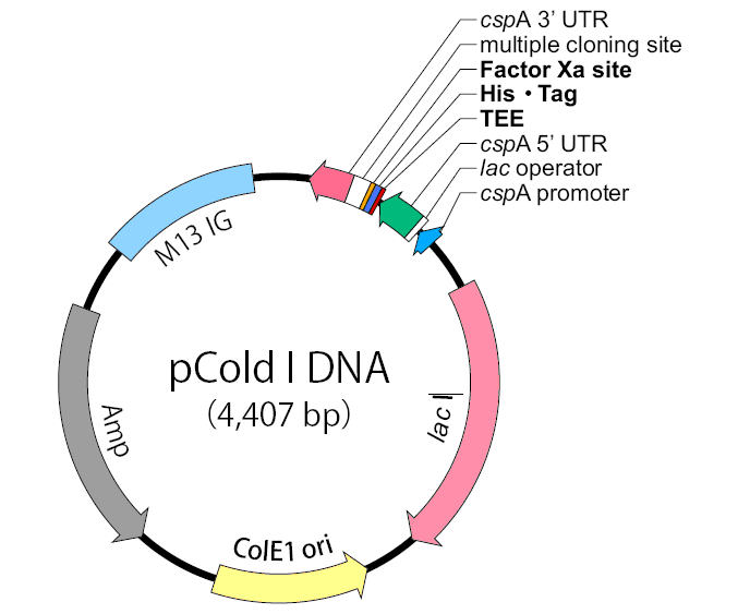pCold I 载体,pCol