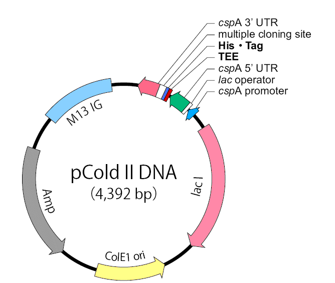 pCold II 载体,pCold I