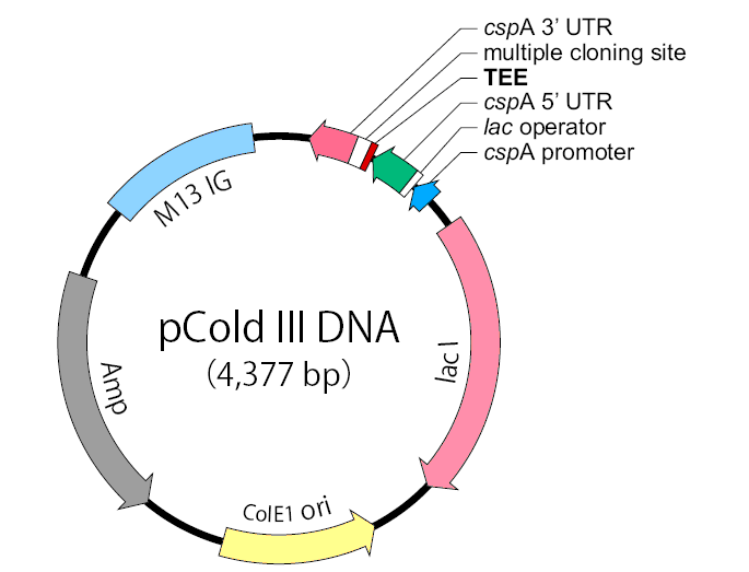 pCold III 载体,pCold III