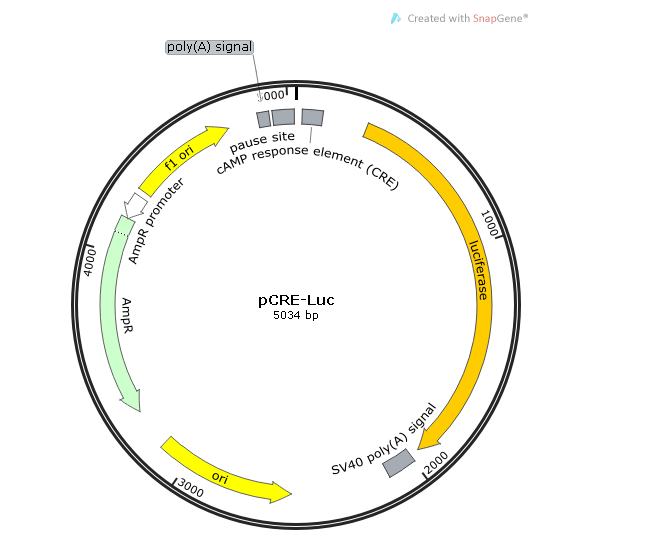 pCRE-Luc 载体,pCRE-Luc