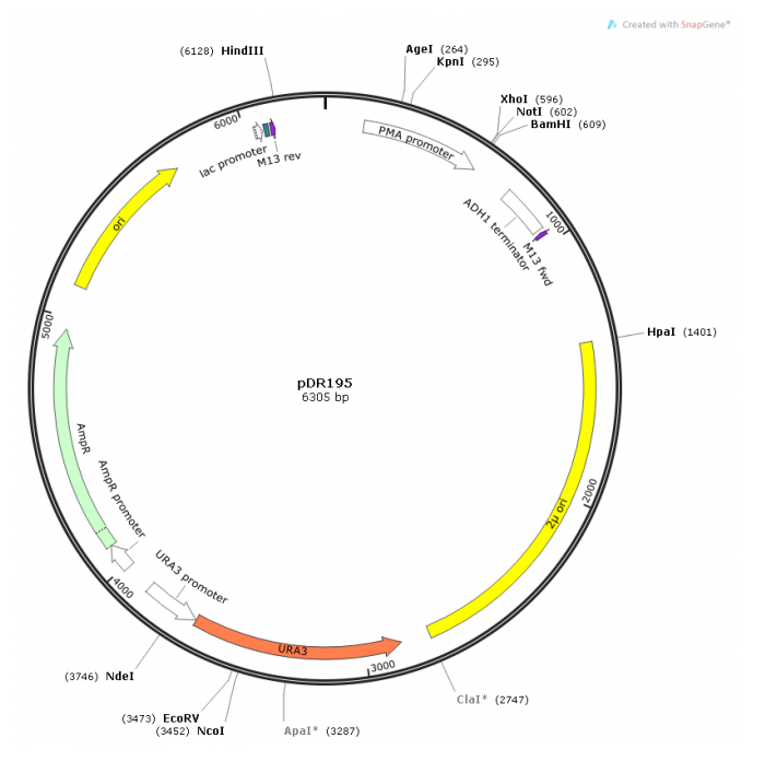pDR195 載體,pDR195