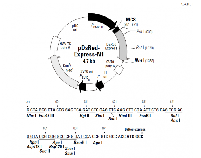 pDsRed-Express-N1 载体,pDsRed-Express-N1
