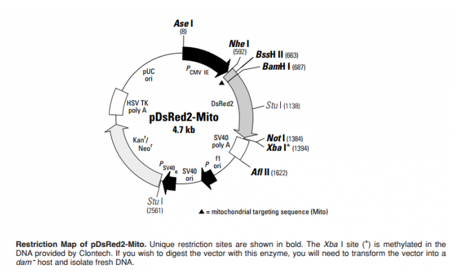 pDsRed2-Mito 載體,pDsRed2-Mito