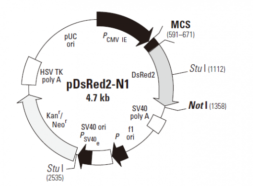 pDsRed2-N1 載體,pDsRed2-N1