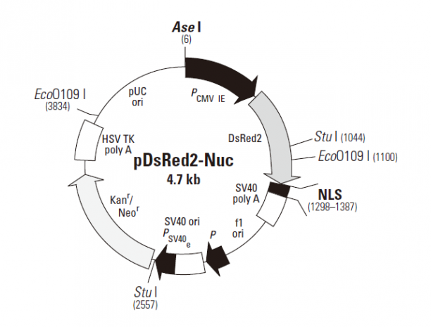 pDsRed2-Nuc 載體,pDsRed2-Nuc