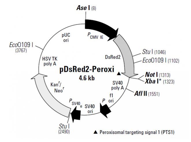 pDsRed2-Peroxi 载体,pDsRed2-Peroxi