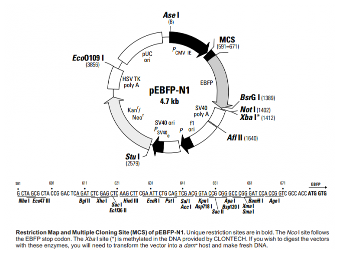 pEBFP-N1 载体,pEBFP-N1