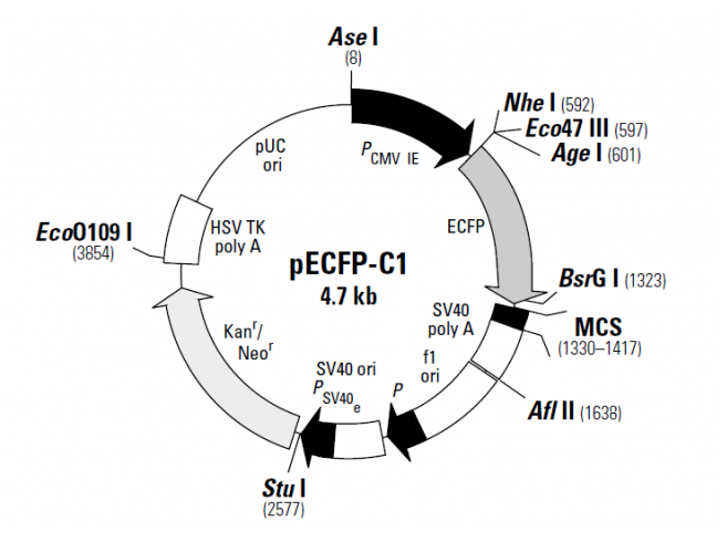 pECFP-C1 载体,pECFP-C1