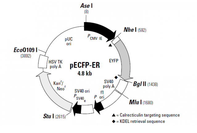 pECFP-ER 载体,pECFP-E