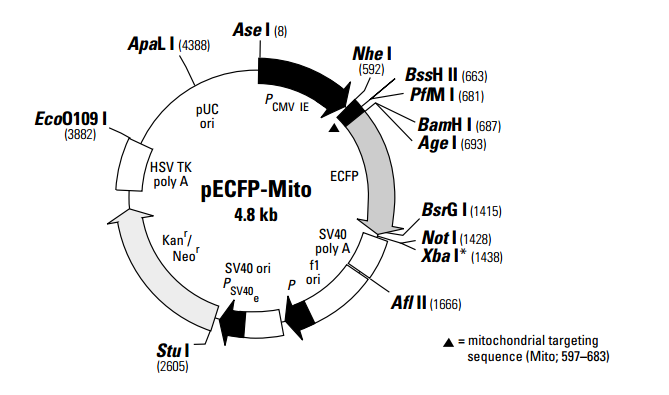 pECFP-Mito 載體,pECFP-Mit