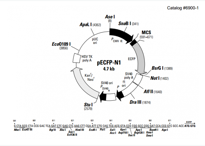 pECFP-N1 載體,pECFP-N1