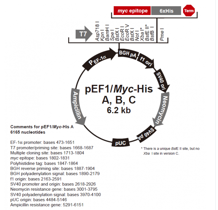 pEF1/myc-His B 载体,pEF1/myc-His B