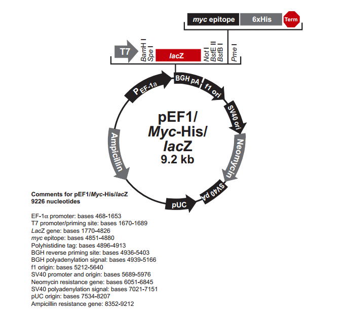 pEF1/myc-His lacZ 载体,pEF1/myc-His lacZ